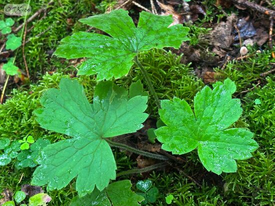 Ranunculus lanuginosus